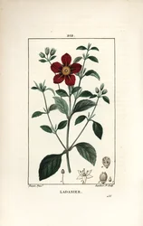 Ciste de Crète - Ciste à gomme, Cistus creticus