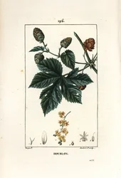 Houblon grimpant