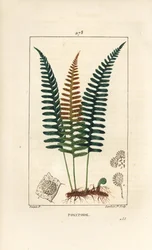 Polypode commun