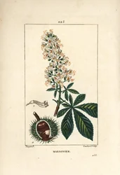 Châtaignier commun
