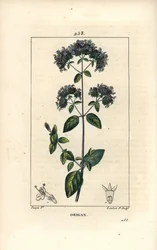 Origan commun, également appelé marjolaine sauvage - Origan ou marjolaine sauvage, Origanum vulgare, avec fleur, feuille, tige et graine. Gravure en taille-douce en couleur par Lambert Junior d