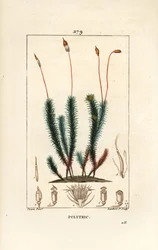 Polytric commun (mousse) - Polytric commun. Gravure au pointillé en couleur par Lambert Junior d