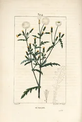 Séneçon commun - Séneçon vulgaire, Senecio vulgaris, avec fleur, feuille, graine, tige et contour de feuille