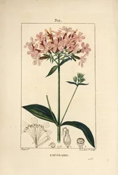 Saponaire officinale, Saponaria officinalis, avec fleur, feuille, tige et graine