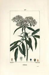 Sureau nain - Sureau nain, Sambucus humilis