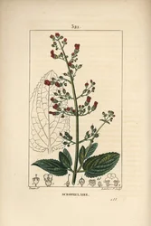 Scrofulaire des marais - Scrofulaire aquatique, Scrophularia aquatica, avec fleur, feuille, tige, graine et contour de feuille. Gravure au pointillé colorée à la main par Lambert Junior d
