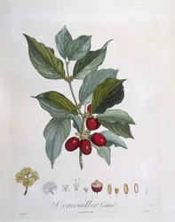 Cornouiller mâle (Cornus mas), planche botanique de Henry Louis Duhamel du Monceau par Pierre Jean Francois Turpin