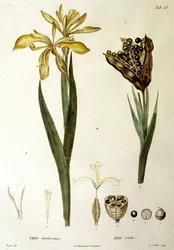Iris fétide, gravé par L. J. Allais (gravure coloriée à la main)