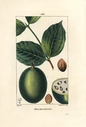 Fève de Saint-Ignace - fève de Jésus ou fève de saint Ignace, Strychnos ignatia, montrant les fruits et les graines (fèves), entiers et en coupe. Gravure au pointillé sur cuivre, coloriée à la main, par Lambert Junior d