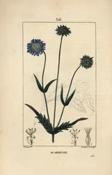 Knautie des champs ou scabieuse des champs - Scabieuse des champs, Knautia arvensis, avec fleur, feuille, tige, graine et contour de feuille. Gravure au pointillé en couleur à la main par Lambert Junior d