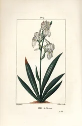 Iris florentin, Iris florentina, fleur et feuille