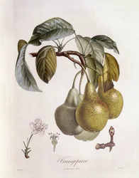 Fruits de frangipanier (Plumeria), planche botanique par Pierre Jean François Turpin
