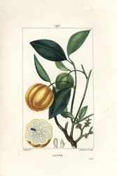 Garcinia gummi-gutta ou tamarinier de Malabar