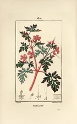 Herbe à Robert