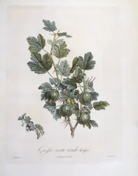 Groseille à maquereau (Ribes uva-crispa), planche botanique par Pierre Jean François Turpin