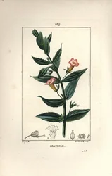 Gratiole officinale