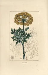 Ferule gommeuse ou galbanum