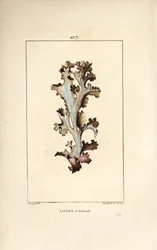 Lichen d