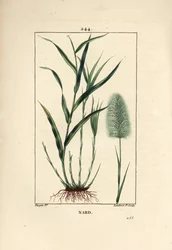 Nard indien, spicanard - Spikenard, Andropogon nardus, avec feuille, racine et fleur. Gravure en taille-douce en couleur par Lambert Junior d