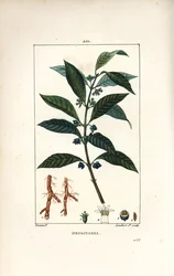 Ipeca ou Ipecacuana