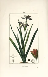 Iris fétide ou iris de jambe, iris puant