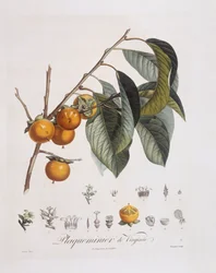 Kaki japonais (Diospyros kaki), planche botanique de Henry Louis Duhamel du Monceau par Pierre Jean Francois Turpin
