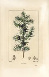 Genévrier, Juniperus vulgaris, montrant feuille, baie et tige