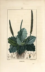 Grand plantain