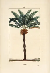Grande branche ou grand cycas - Sagou de la reine, Cycas circinalis, montrant feuille, graine et tronc. Palmier en voie de disparition. Gravure en taille-douce coloriée à la main par Lambert Junior d