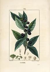 Laurier, Laurus nobilis, avec feuille, baie et graine. Gravure en taille-douce en couleur par Lambert Junior d