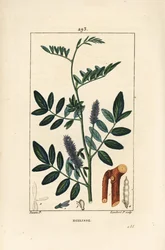 Réglisse ou réglisse, Glycyrrhiza glabra, avec fleur, feuille, écorce, branche ligneuse et graine. Gravure en taille-douce en couleur par Lambert Junior d