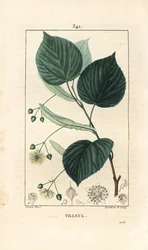 Tilleul ou tilleul, Tilia europea, avec feuille, branche, fleur et graine. Gravure en taille-douce en couleur par Lambert Junior d
