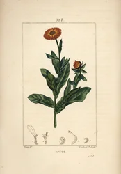 Souci, Calendula officinalis, avec fleur, feuille et tige