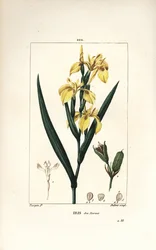 Iris des marais ou Iris jaune