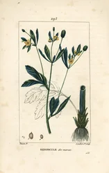 Caltha des marais