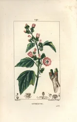 Guimauve, guimauve sauvage ou mauve blanche