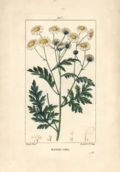 Matricary - Grande camomille, Matricaria vulgaris. Gravure en taille-douce en couleur par Lambert Junior d