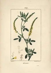 Mélilot