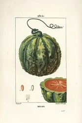 Melon, fruit