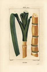 Canne noble - Canne à sucre, Saccharum officinarum, tige et feuille. Gravure en taille-douce colorée à la main par Lambert Junior d