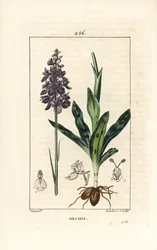 Orchis mâle ou satyrion mâle