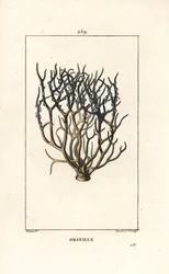 Orseille ou pourpre française (lichen) - Orcéine ou archil, Roccella tinctoria, lichen utilisé pour la teinture des îles du Cap-Vert. Gravure sur cuivre au pointillé coloriée à la main par Lambert Junior d