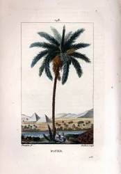Palmier dattier