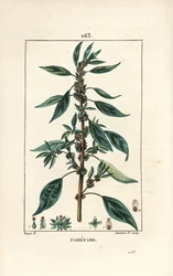 Pariétaire officinale
