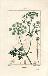 Persil - Persil de jardin