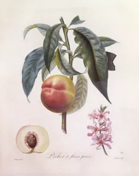 Pêche (Prunus persica), planche botanique de Pierre Jean François Turpin