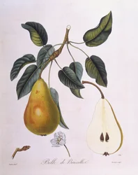 Poire "Belle de Bruxelles", planche botanique de Henry Louis Duhamel du Monceau par Pierre Jean Francois Turpin
