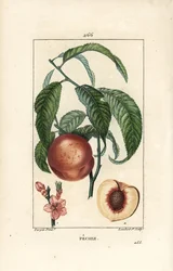 Pêcher - Amygdalus persica, avec fleur, feuille, tige, fruit mûr et fruit en section avec graine. Gravure au pointillé en couleur par Lambert Junior d