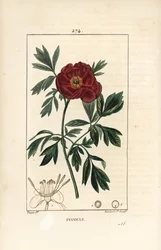 Pivoine officinale - Pivoine européenne, Paeonia officinalis, avec fleur, feuille et contour des parties de la fleur. Gravure au pointillé en couleur à la main par Lambert Junior d