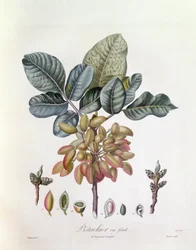 Pistache (Pistacia vera), Henry Louis Duhamel du Monceau, planche botanique par Pierre Jean Francois Turpin